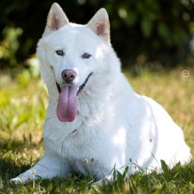 Odin Husky4