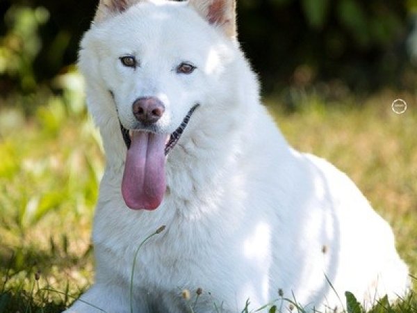 Odin Husky4